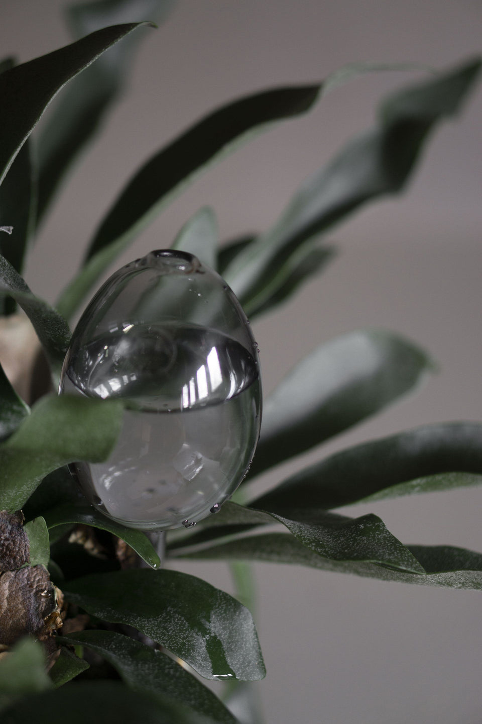 dbkd Bewässerungskugel, Glas, Klar, Ø6,5 x H25 cm
